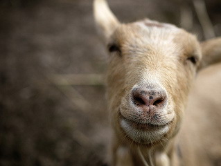 Happy goat