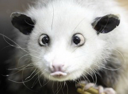 Heidi, the cross-eyed opossum