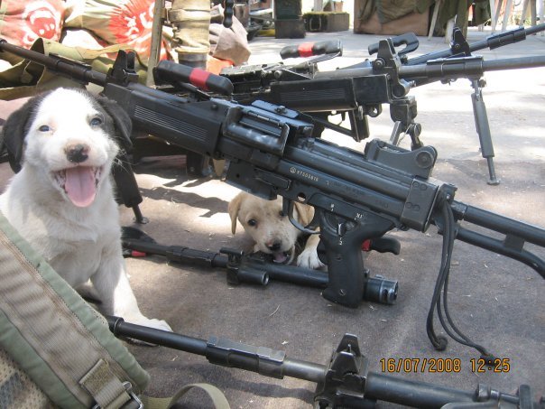 cute, dogs, funny, guns
