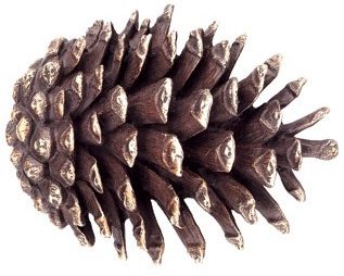 Pine cone