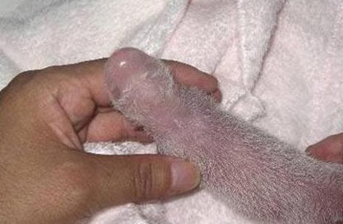 Hairy Penis 112