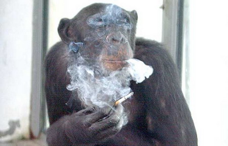 Smoking chimp