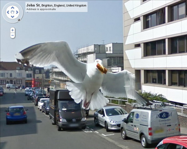 Seagull on Google Street View