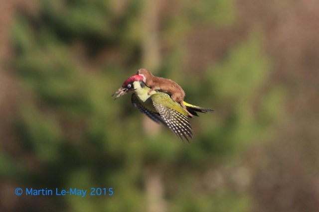 Weasel hitches ride on woodpecker's back