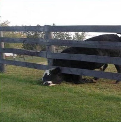 Cow stuck under the fence