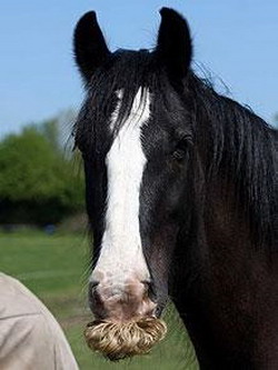 Horse with mustache