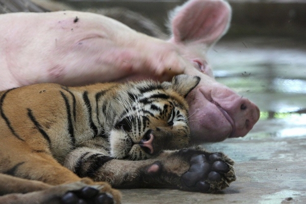 Piglet and tiger cub