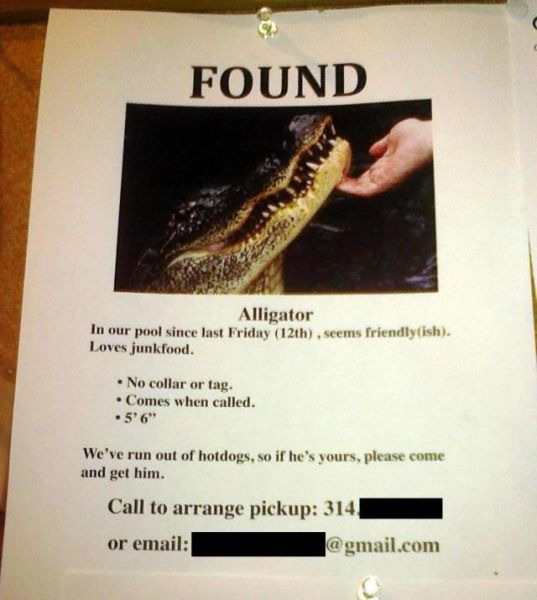 Found alligator poster
