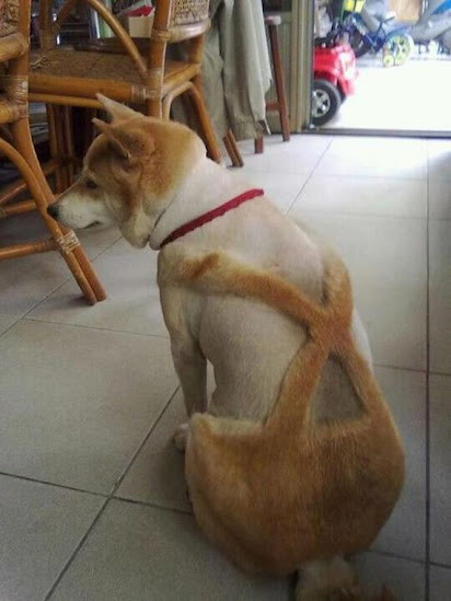 Dog suspenders haircut