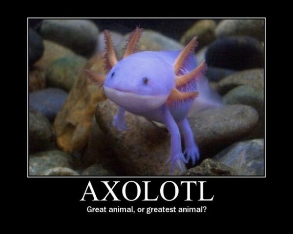 Motivational poster: Axolotl