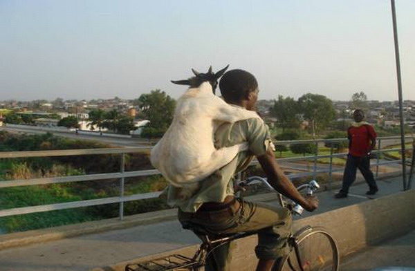 Goat on a bicyclist's back