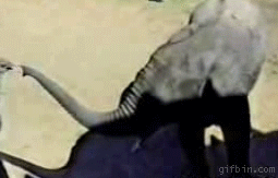 Elephant grabs ostrich