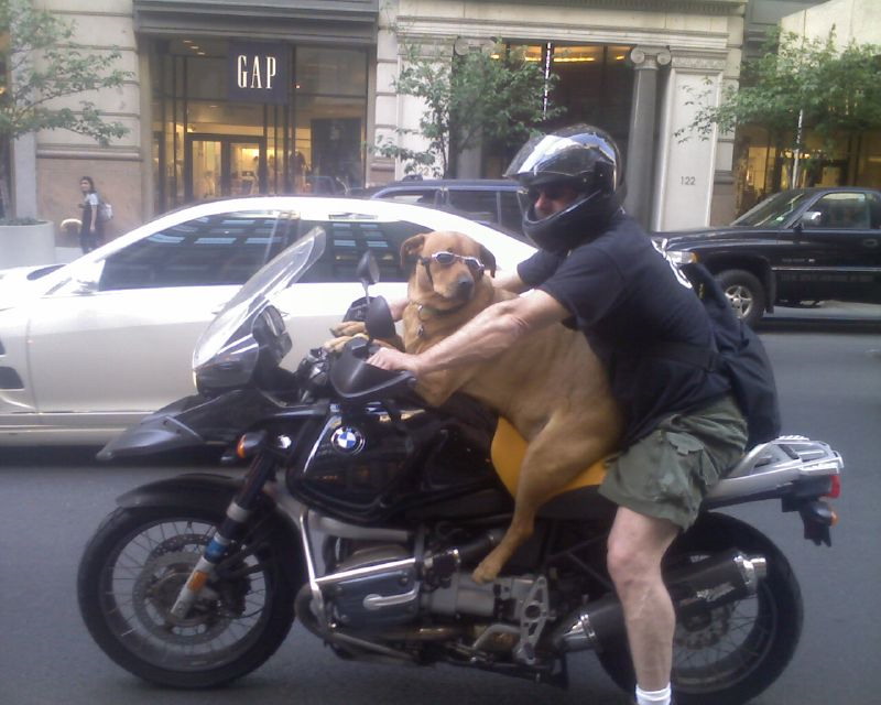 dog_on_a_bike.jpg