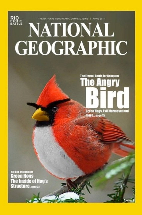 National Geographic - Angry Birds cover