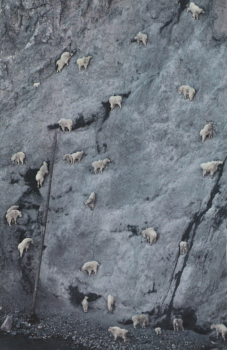Goats on a wall