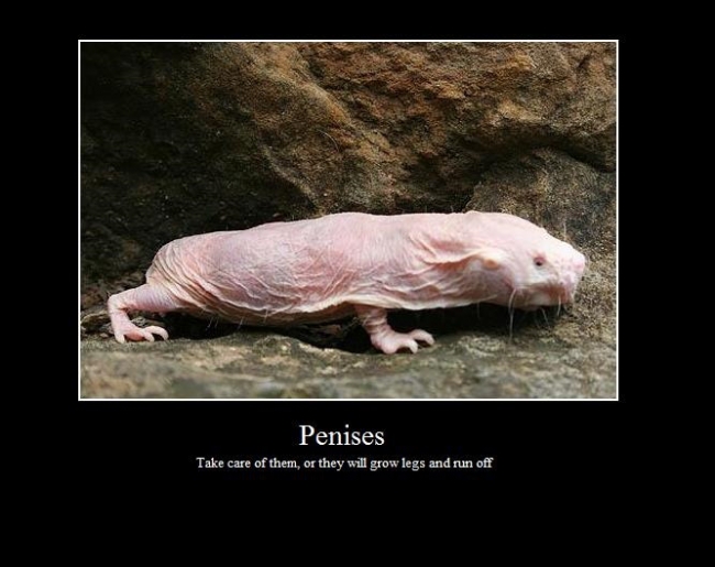 Penises - Take care of them, or they will grow legs and run off