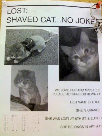 Shaved cat lost