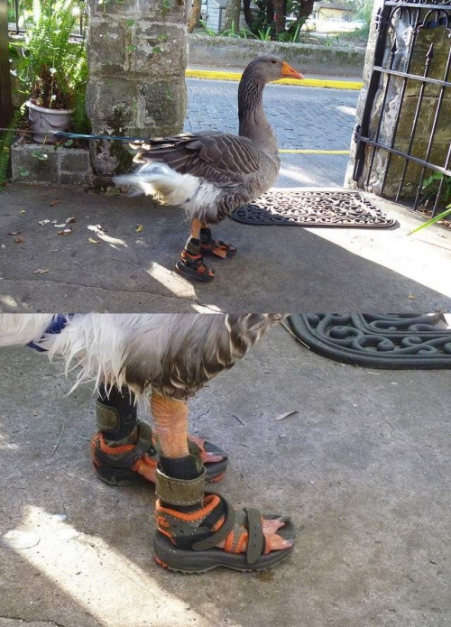 http://pics.blameitonthevoices.com/062011/small_goose%20sandals.jpg