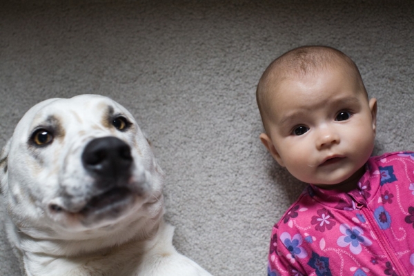 Dog and baby hanging out