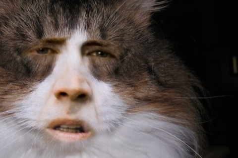 Online Quotes For Car Insurance >> Single-serving site: Nic Cage CatsSmital Online Online Quotes For Car Insurance >> Single-serving site: Nic Cage CatsSmital Online