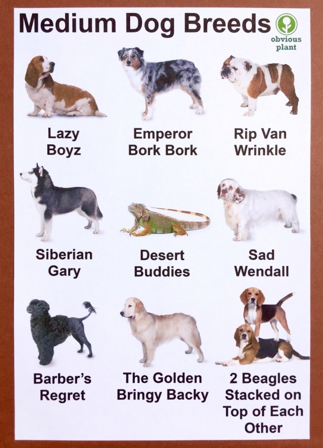 small to medium dog breeds