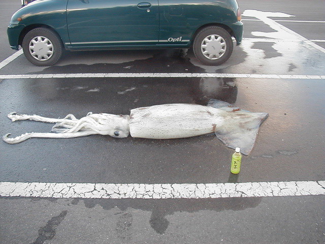 Squid in the parking lot