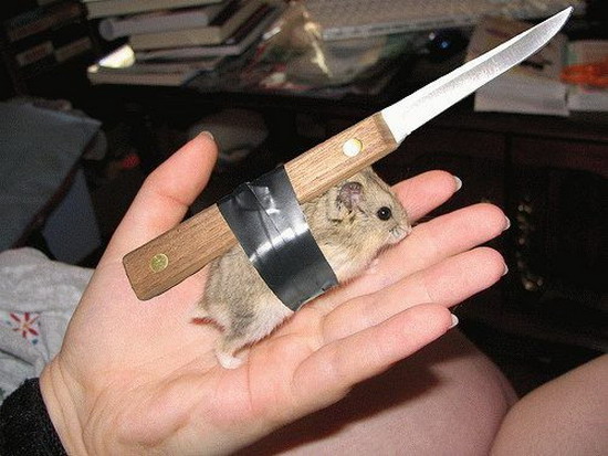 Hamster with knife taped to it