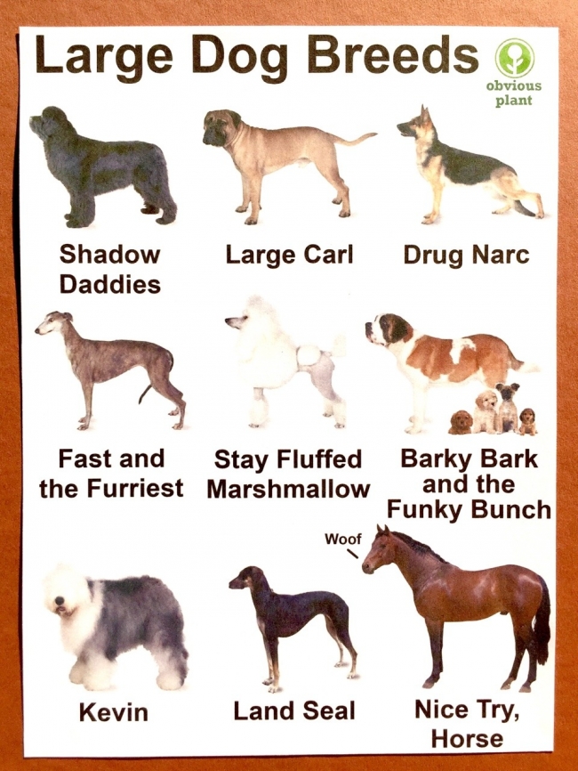large to medium dog breeds
