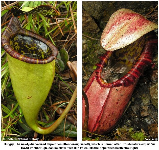 Nepenthes attenboroughii, the rat-eating plant