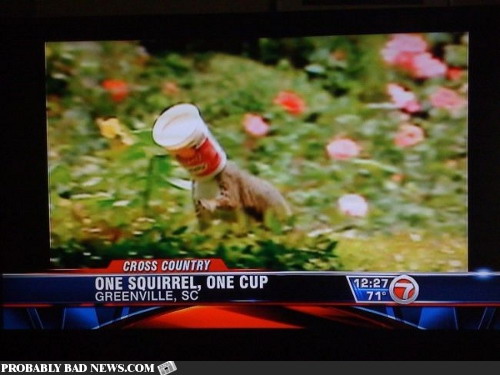One squirrel, one cup