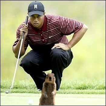 Tiger Woods Squrrel photobombing