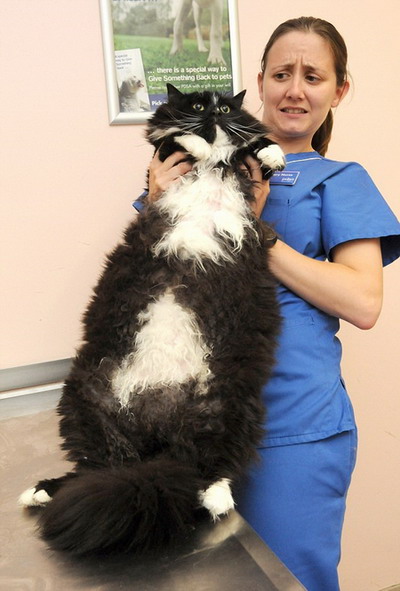 fat cat. 22lb cat Socrates is signed up