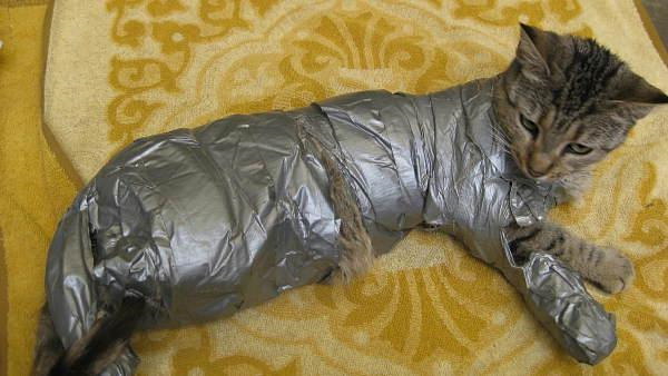 http://pics.blameitonthevoices.com/092009/cat_wrapped_in_duct_tape.jpg