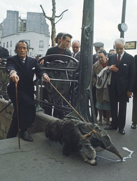 Dali with anteater