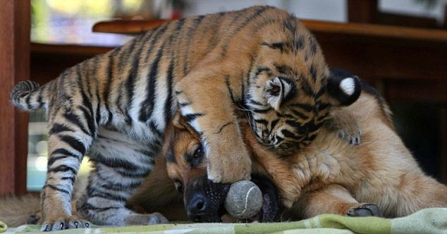 The three-month-old tiger given a 'friendly' bite by his German Shepherd 