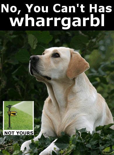 Dog wants WHARRGARBL
