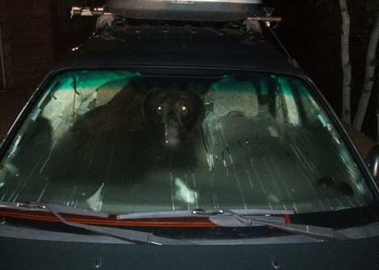 Bear in a car