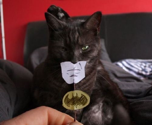 black_cat_batman.jpg