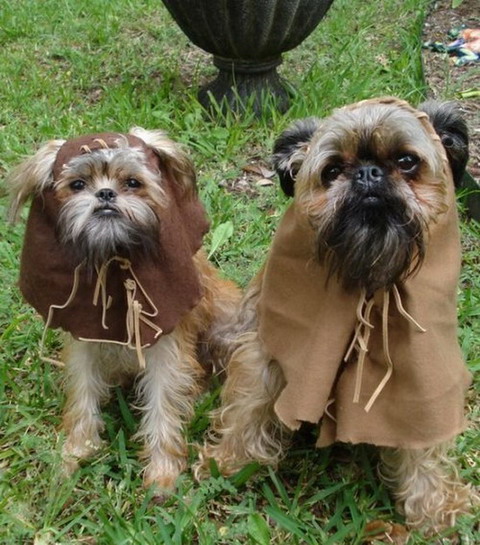 Ewok dogs