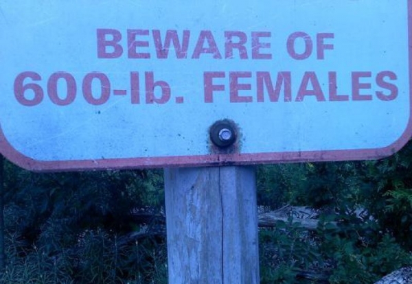 Beware of 600-lb. females