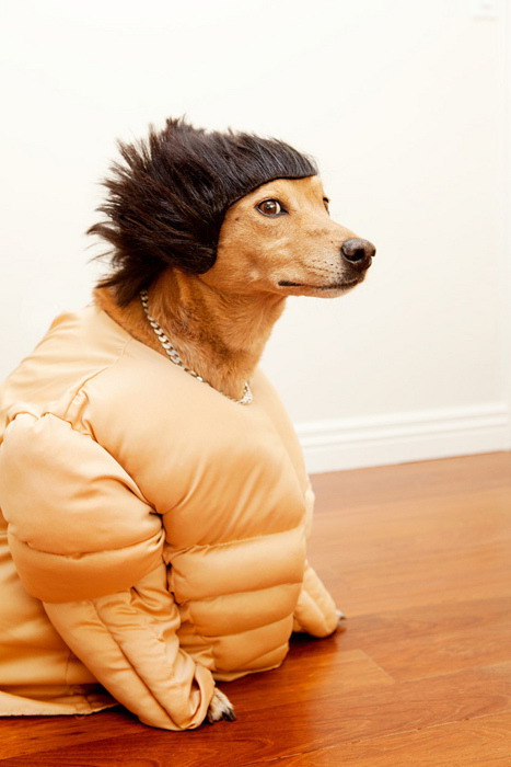 Dog dressed as Pauly D