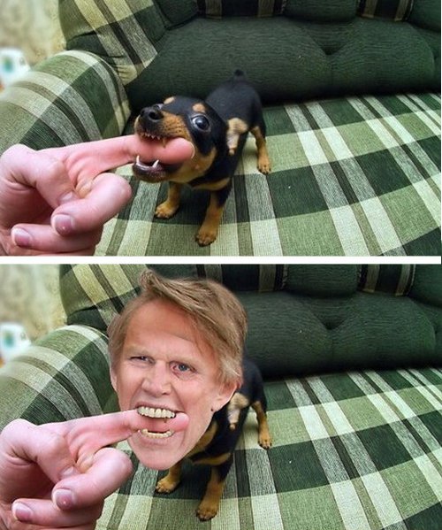 Gary Busey puppy photoshop