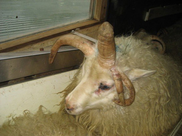 ram has a penis-shaped horn