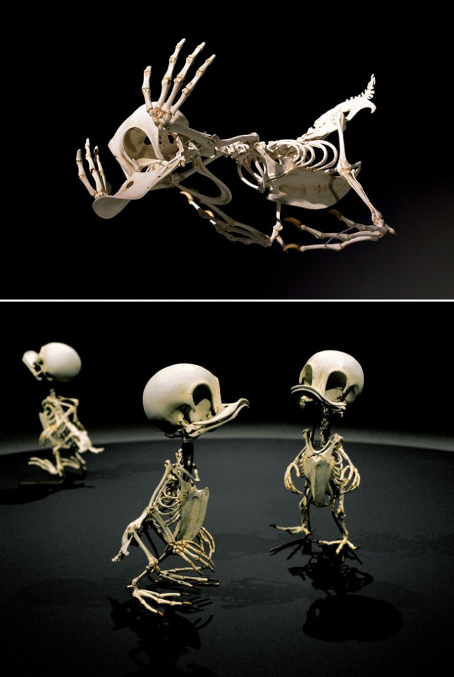 Cartoon character skeletons